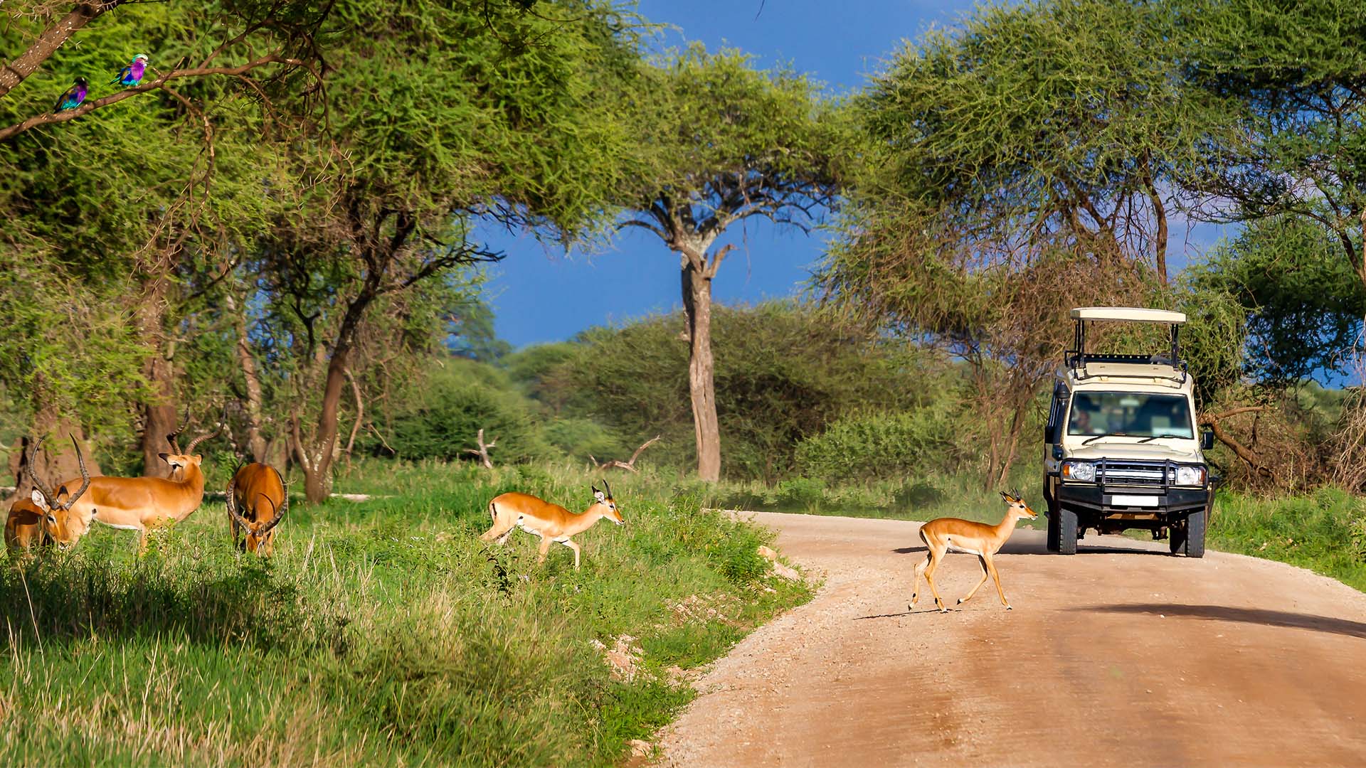 Bli med på spennende game drives i Tarangire nasjonalpark