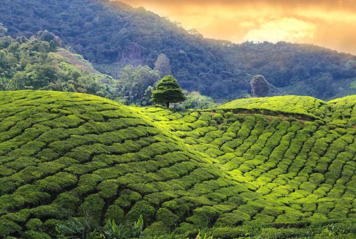 Se te-plantasjer på vei til Nuwara Eliya