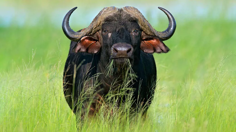 Bøffel i Okavango Delta, Botswana