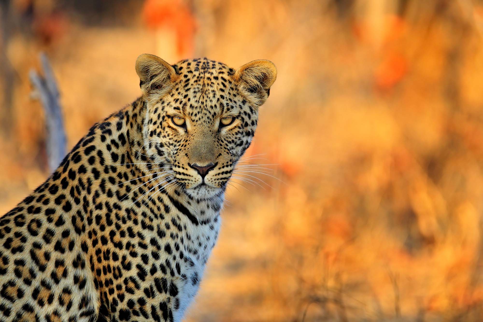 Se leoparden på din safari i Zimbabwe