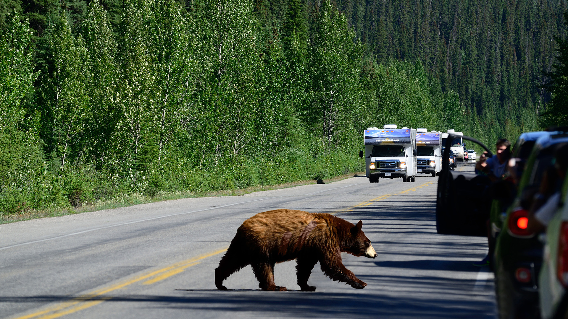Kom tett på naturen i det vestlige Canada