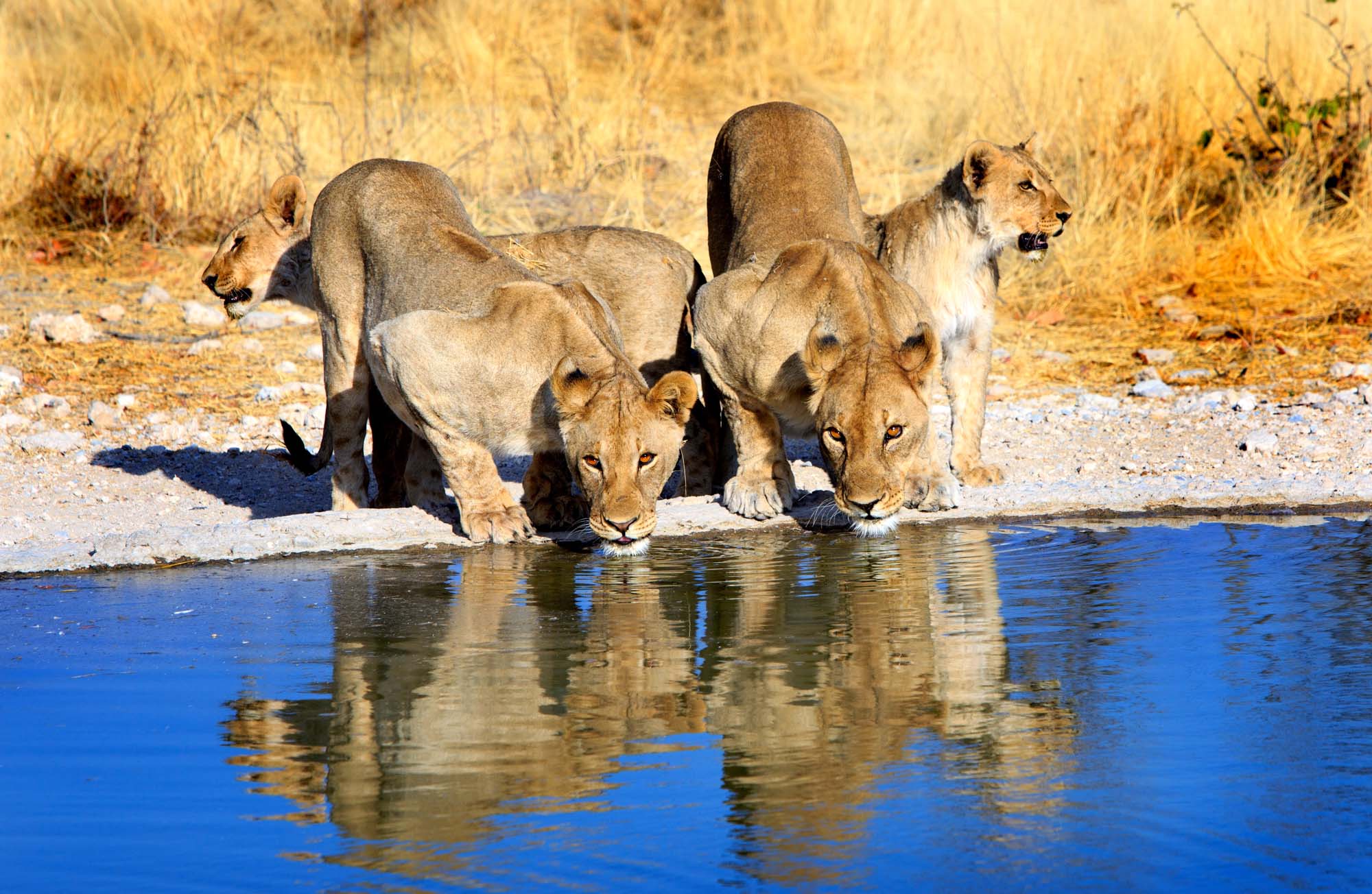 Safari i Etosha nasjonalpark