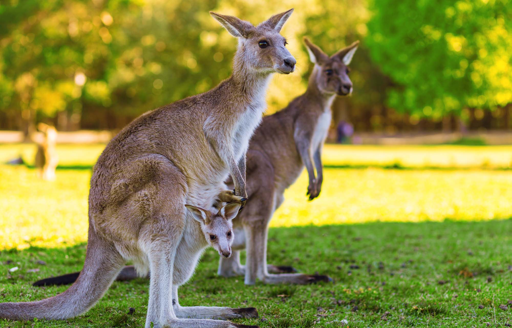 Kom tett på det australske dyrelivet og møt f.eks. kenguruer på din reise til Australia