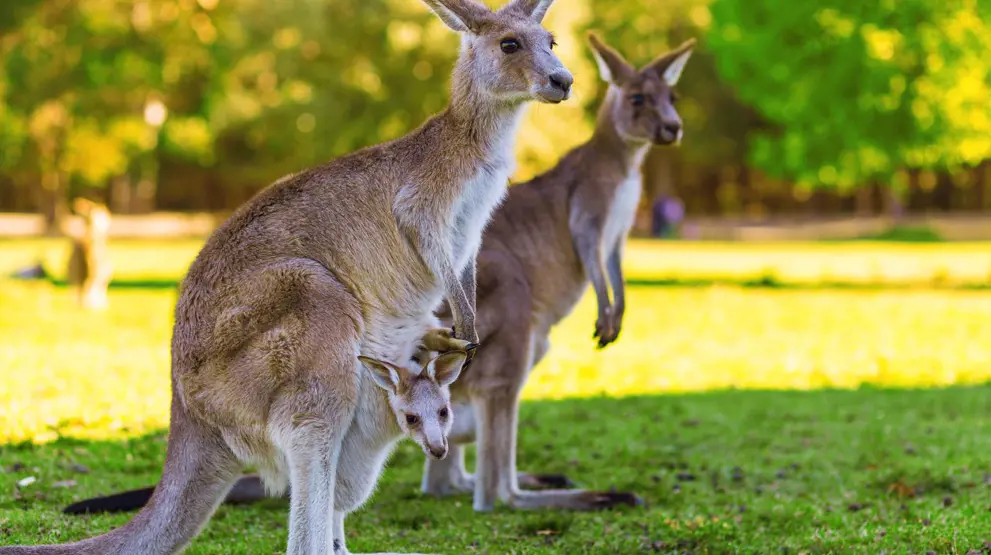 Kom tett på det australske dyrelivet og møt f.eks. kenguruer på din reise til Australia