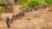 Opplev nasjonalparkens store bestander av bavianer - Safari i Lake Manyara