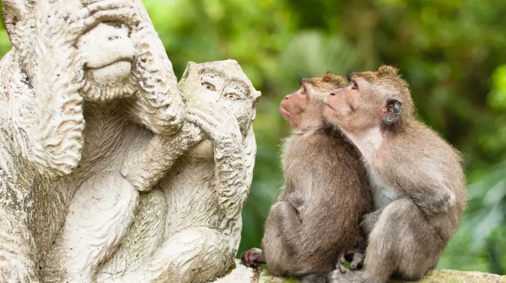 Ubud Monkey Forest er en populær attraksjon som de fleste besøker når de reiser til Bali
