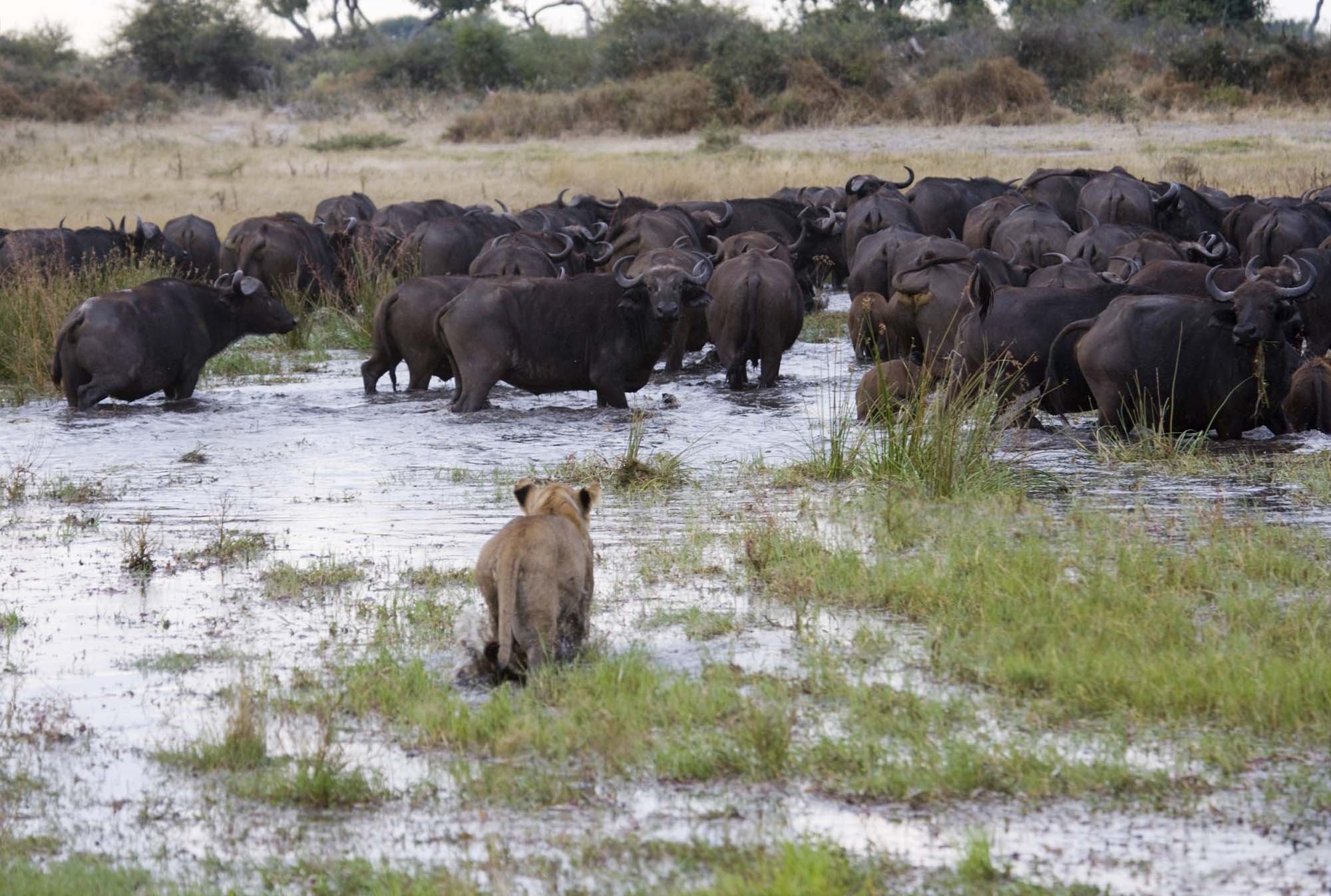 Se frem til uforglemmelige safariopplevelser