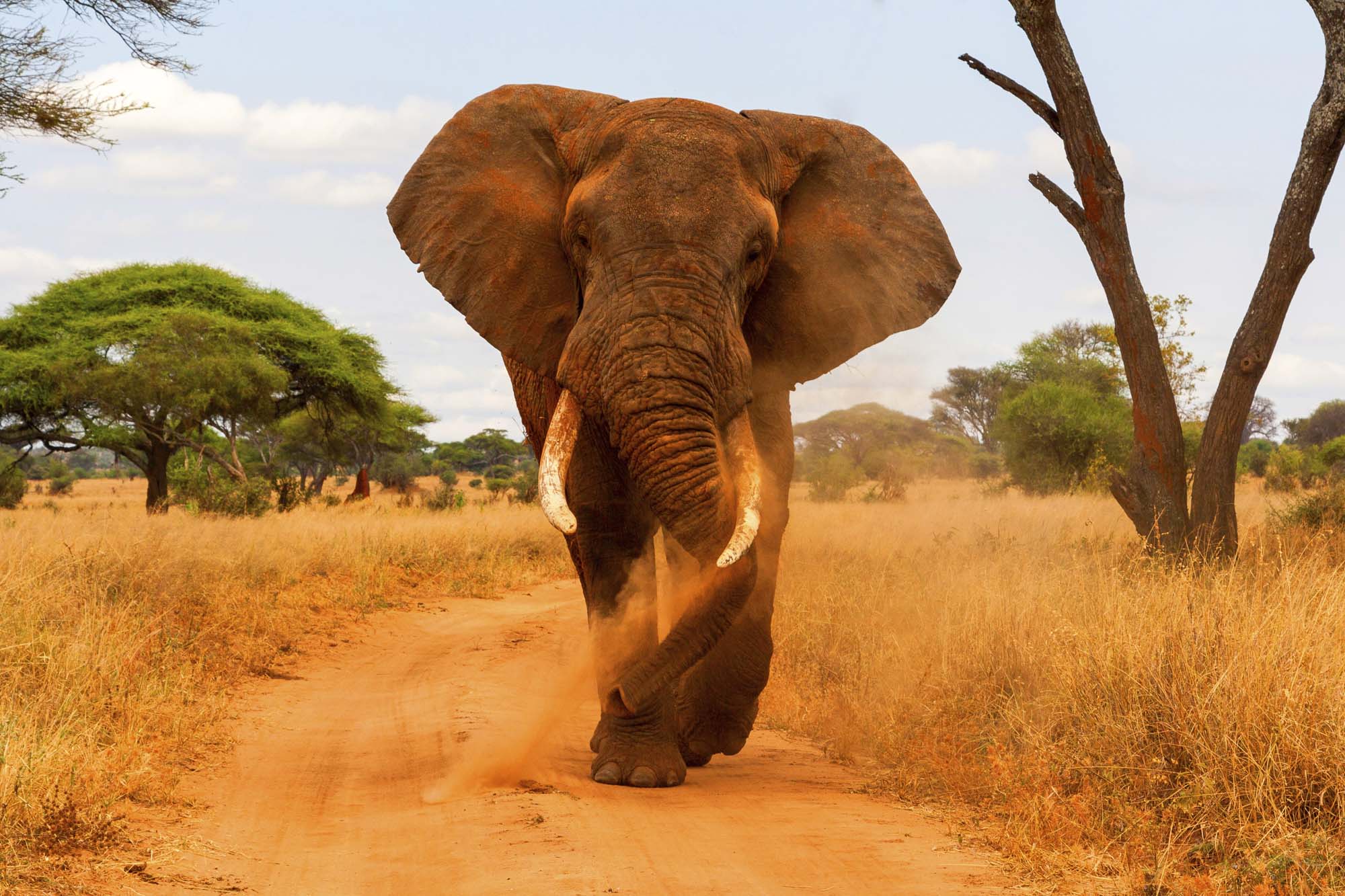 Se elefantene i Tarangire National Park 