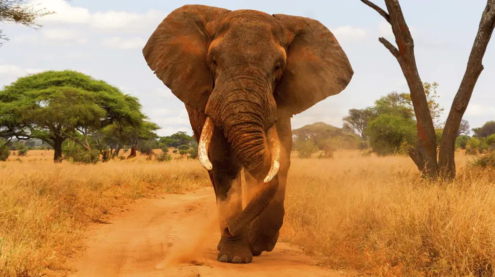 Se elefantene i Tarangire National Park