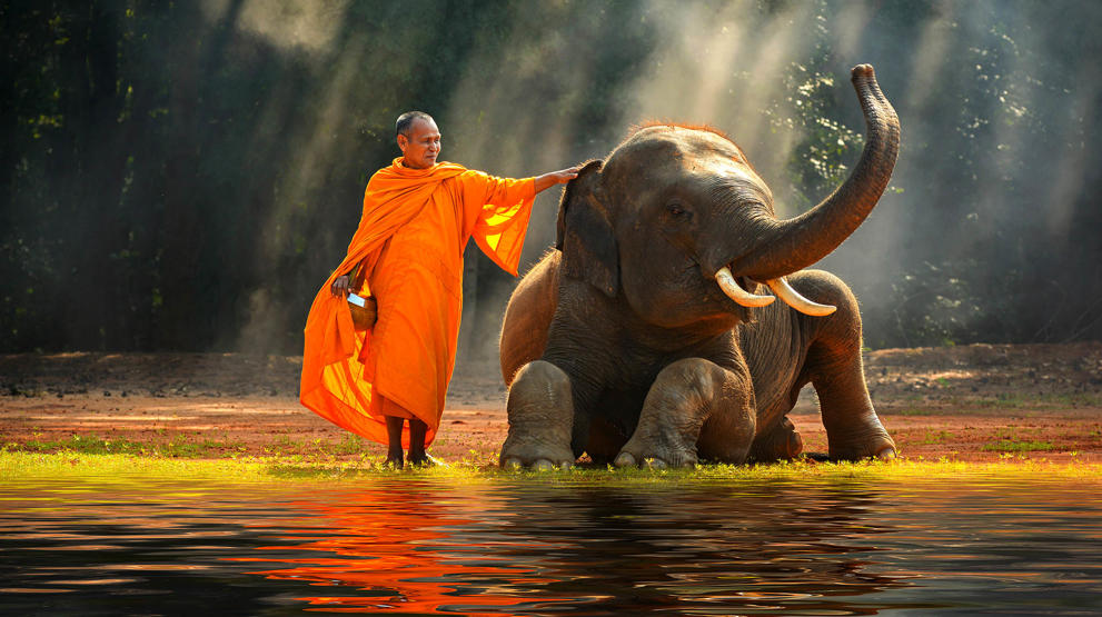 Buddhistisk munk og elefant