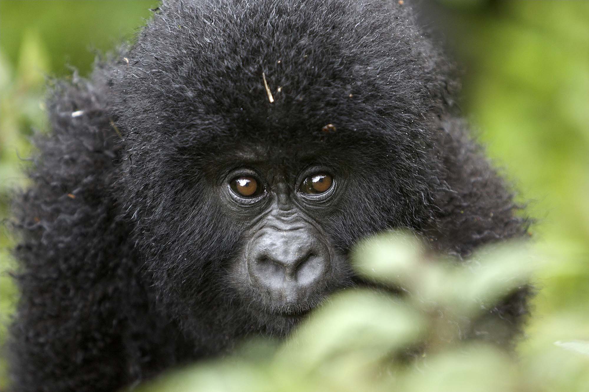 Opplev disse fascinerende skapningene på en gorillasafari - Safari i Bwindi