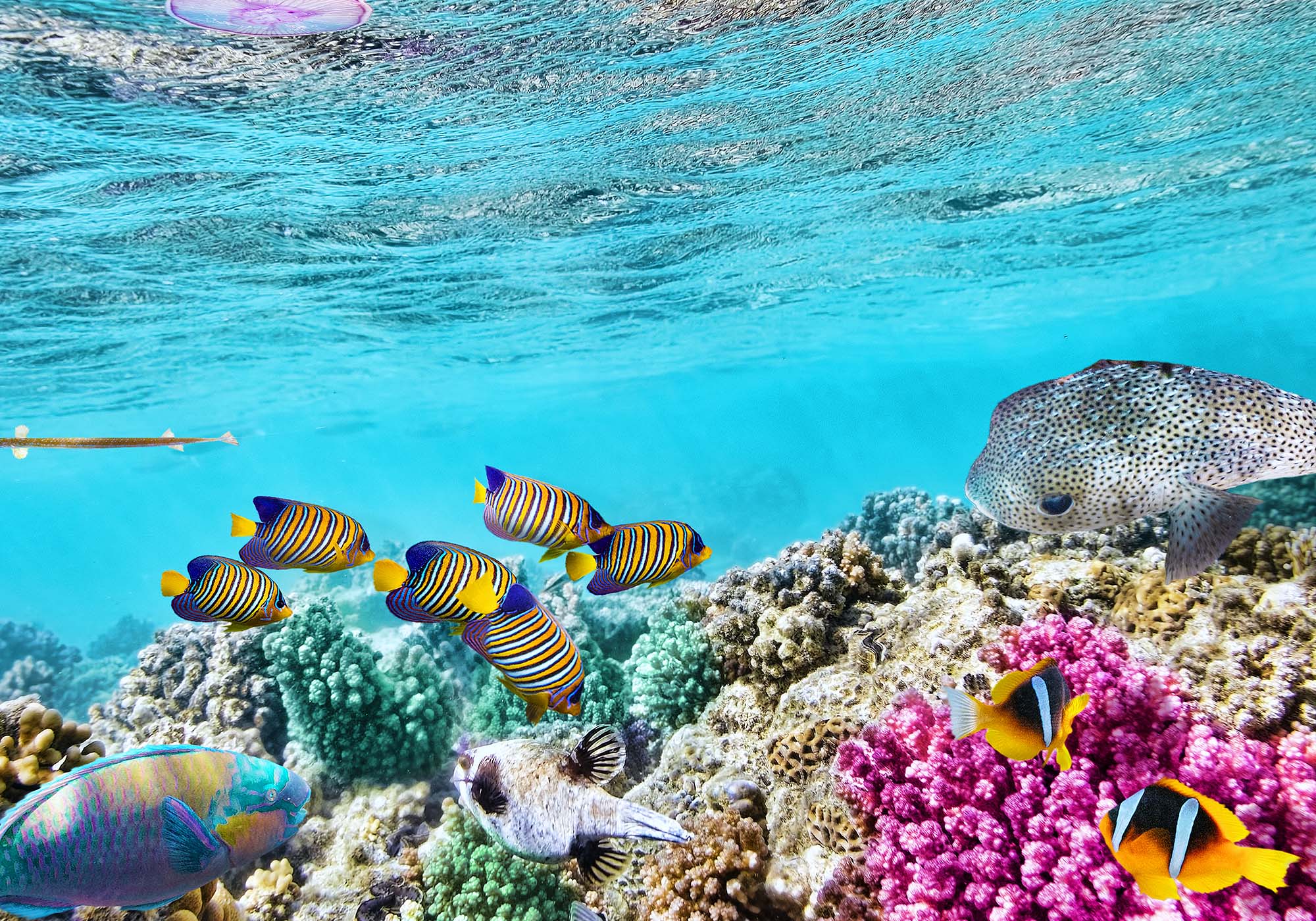 Opplev verdens største korallrev, Great Barrier Reef