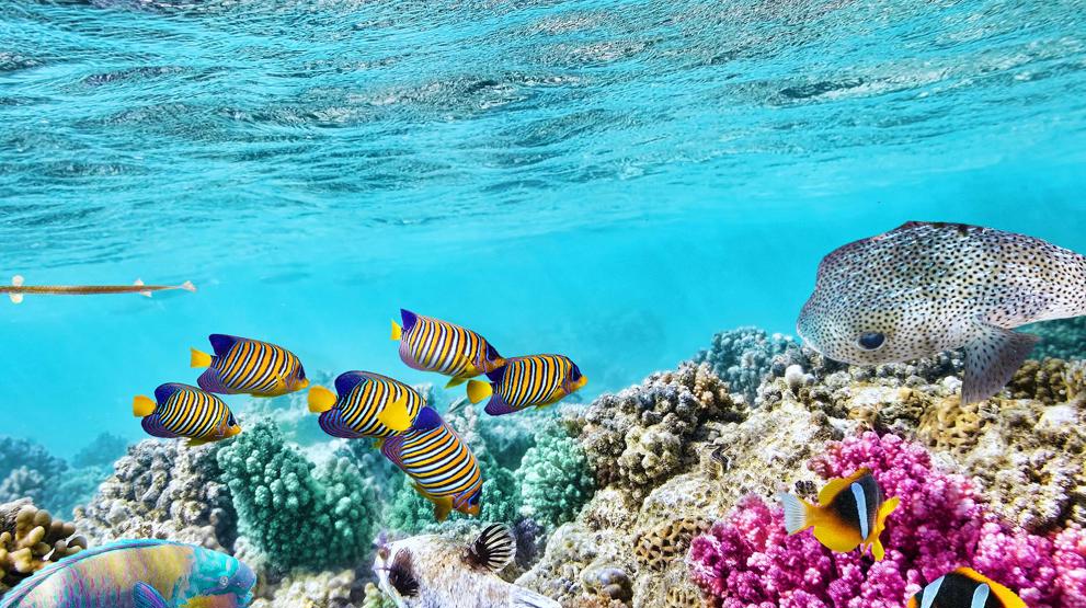 Det fantastiske undervannslivet i Great Barrier Reef