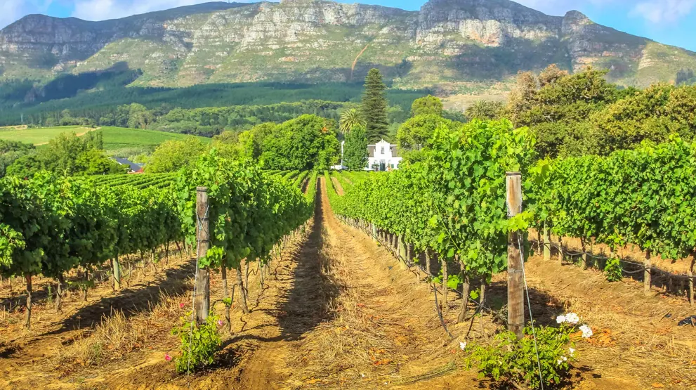 Vinregionen Stellenbosch med fjellet Thelema i bakgrunnen 