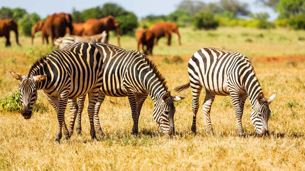 Zebraer er blant de mange ville dyrene dere kan møte i Tsavo