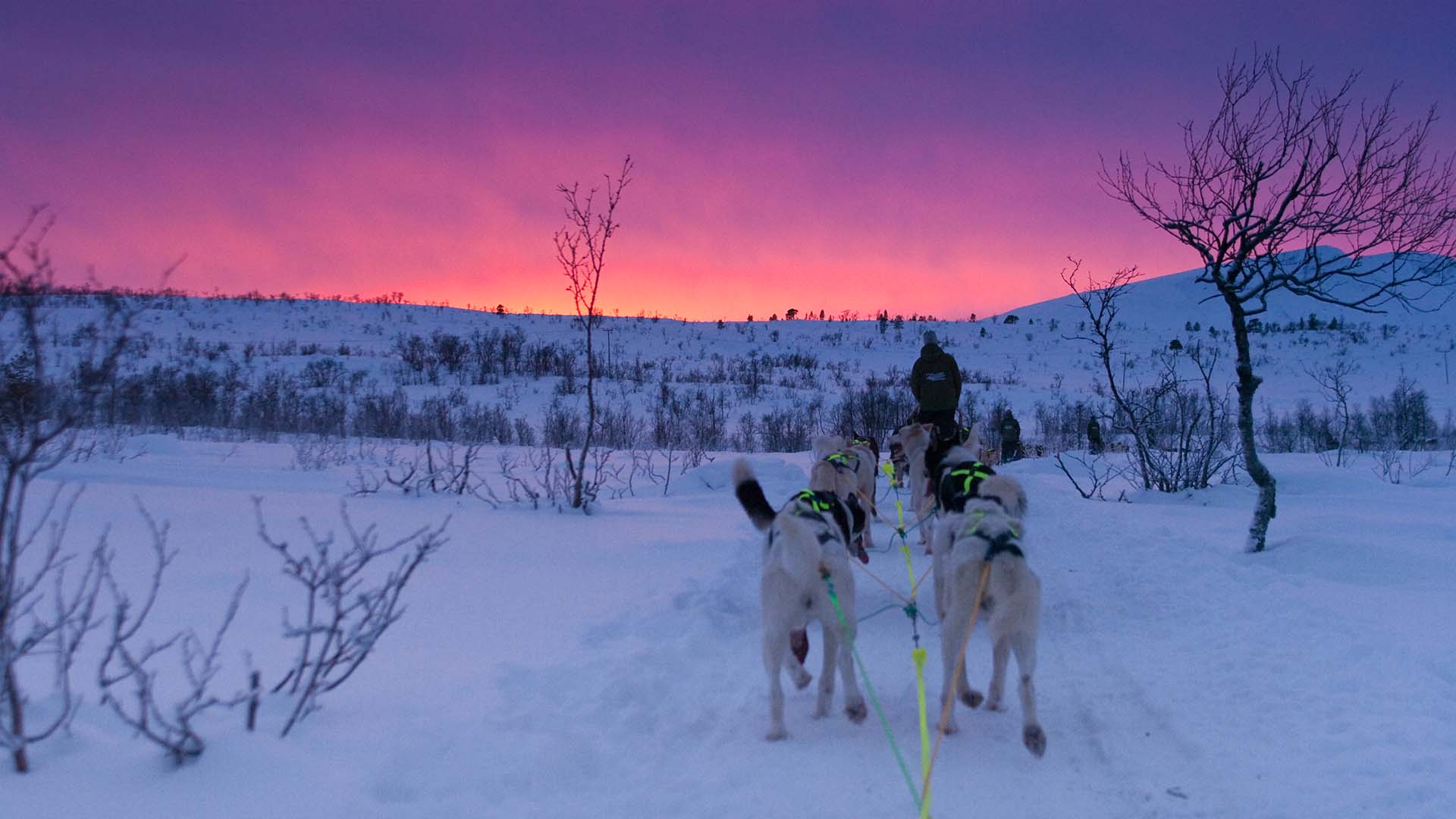 Ta en scenisk hundesledetur i den norske naturen gjennom et cruise med Hurtigruten