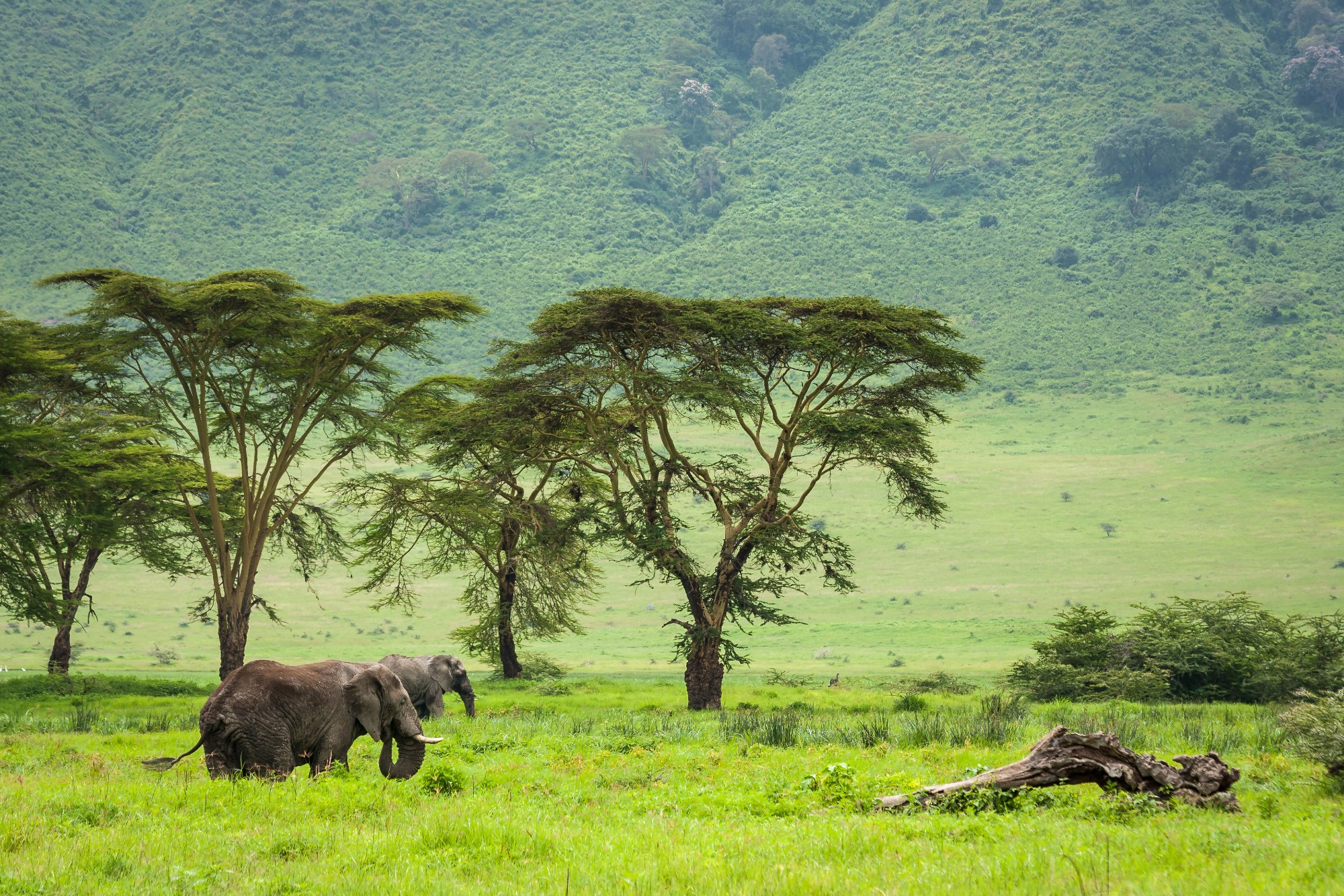Magiske Ngorongoro-krateret