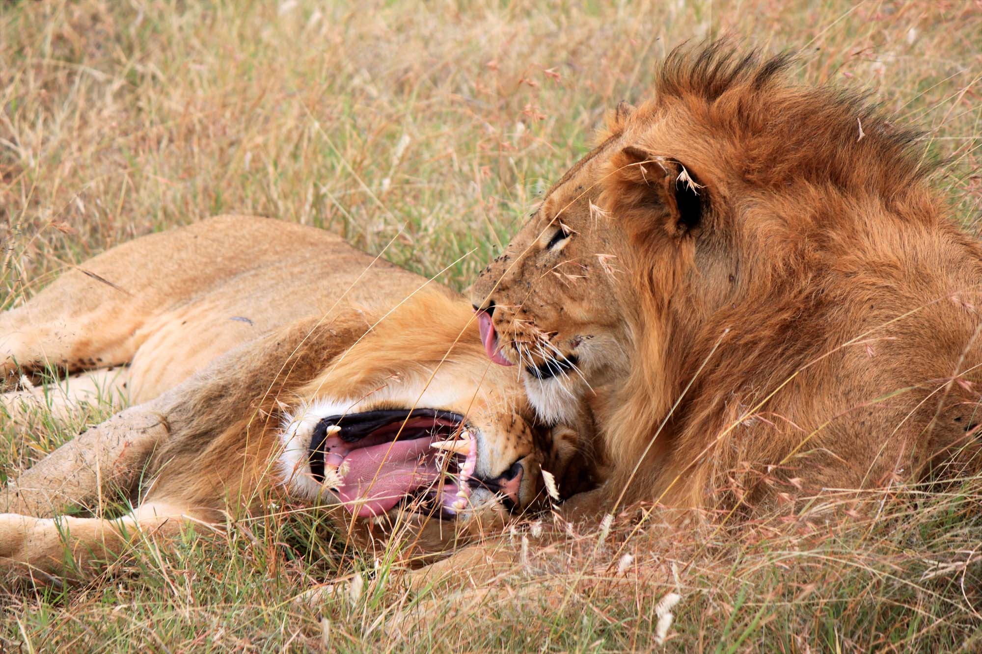 Se en av de majestetiske løvene, som er en av "The Big Five"