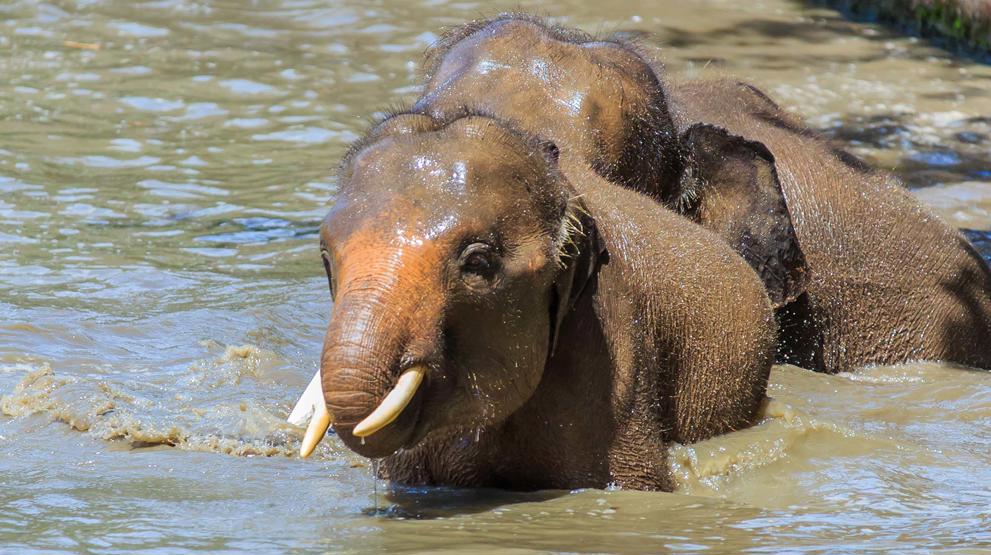 Pygmeelefantene er en spesiell elefantart art som kun kan oppleves på en reise til Borneo