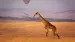 Kenya-Masai-Mara-Giraffe-iStock-537232406