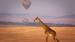 Kenya-Masai-Mara-Giraffe-iStock-537232406