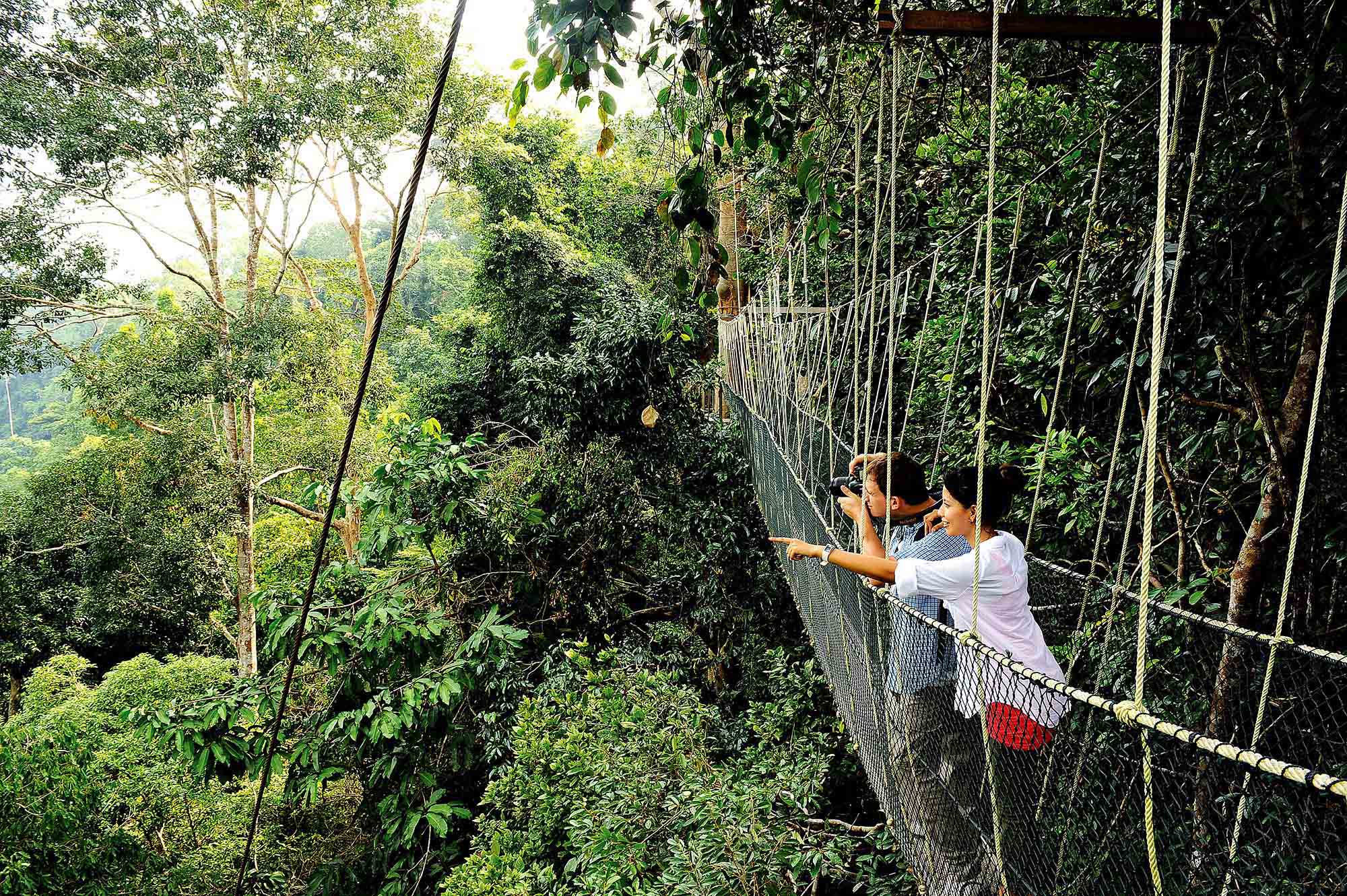 Canopy Walkway i den frodige regnskogen Taman Negara 