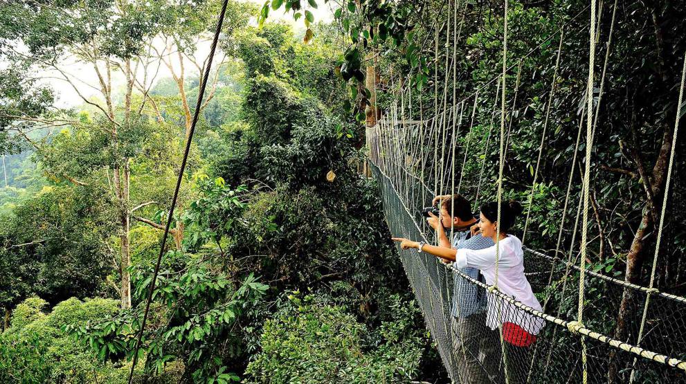 Canopy Walkway i den frodige regnskogen Taman Negara 