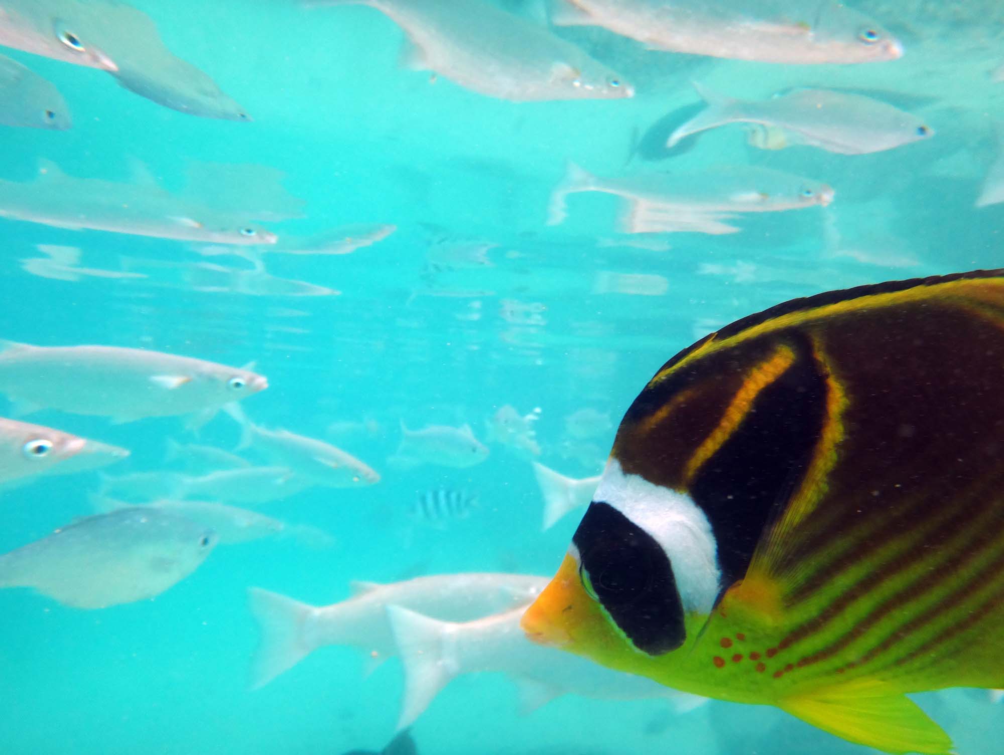 Marinelivet på Tahiti - Reiser til Fransk Polynesia