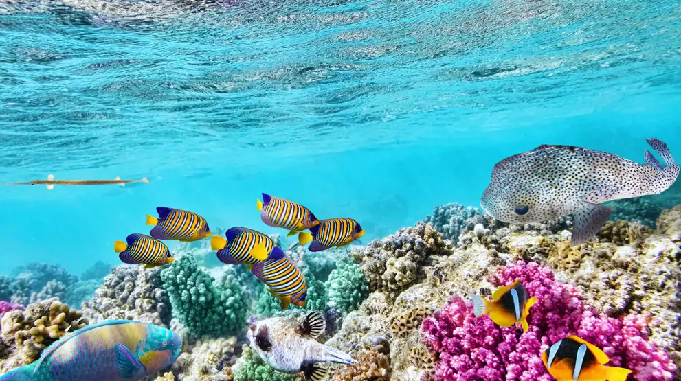 Ta en snorkeltur i verdensberømte Great Barrier Reef når du er i Australia