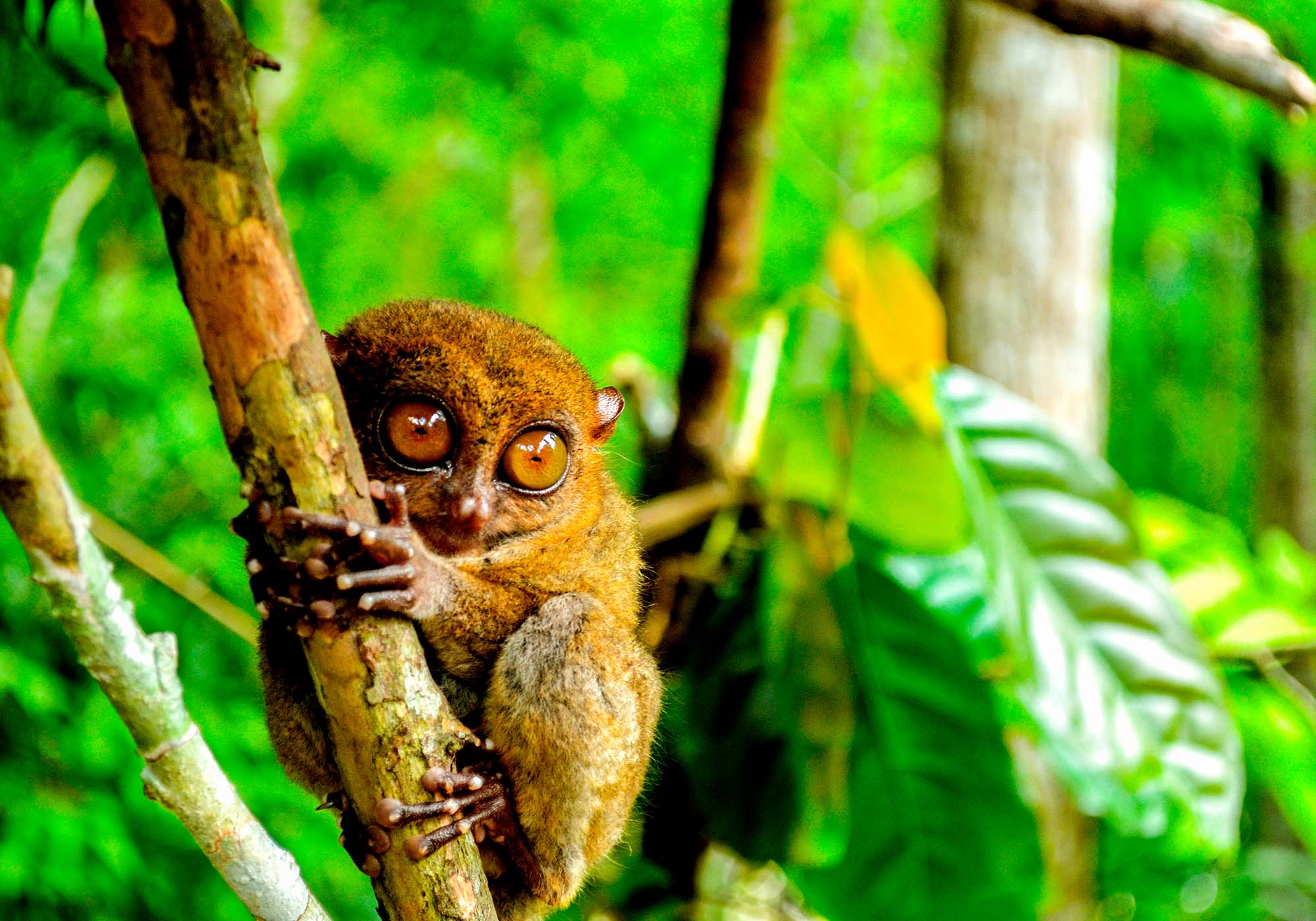 På reiser til Filippinene kan du se de utrydningstruede spøkelsesapene