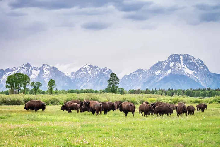Buffalo i Grand Teton National Park