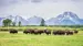 Buffalo i Grand Teton National Park