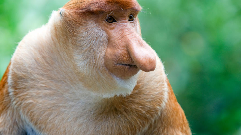 På en reise til Borneo kan du komme tett på neseapene
