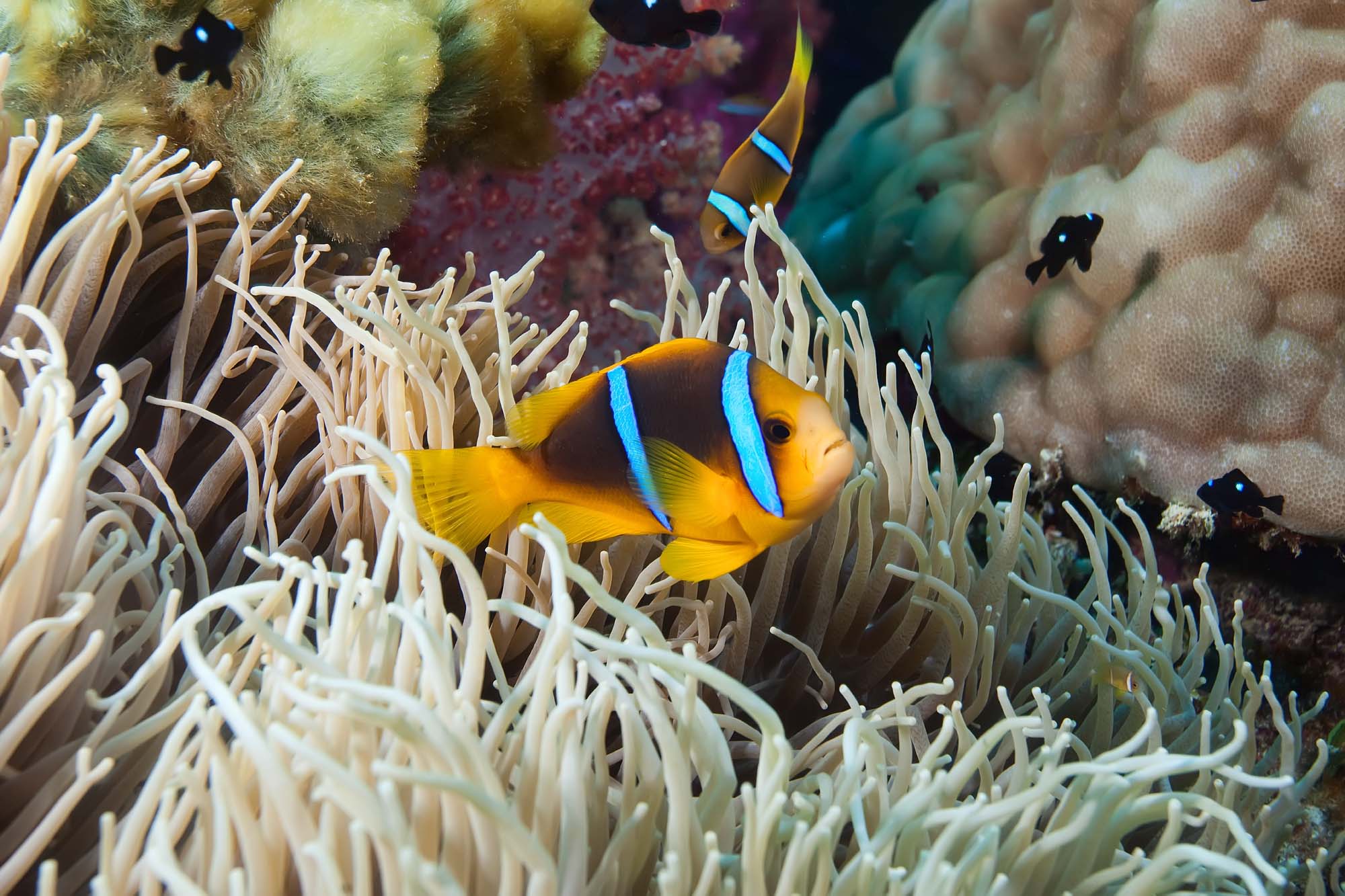 Opplev klovnefisken og andre vakre skapninger under vannoverflaten - Reiser til Fiji