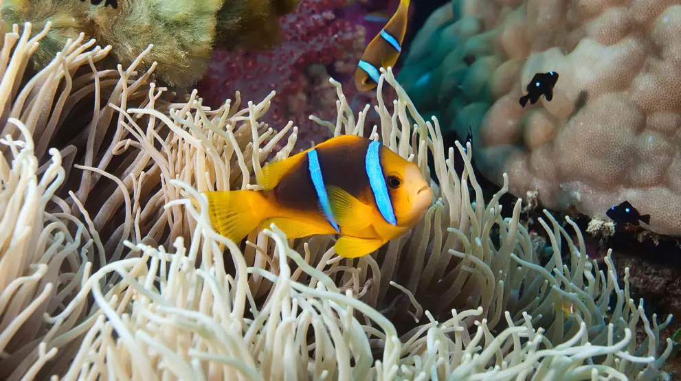 Opplev klovnefisken og andre vakre skapninger under vannoverflaten - Reiser til Fiji