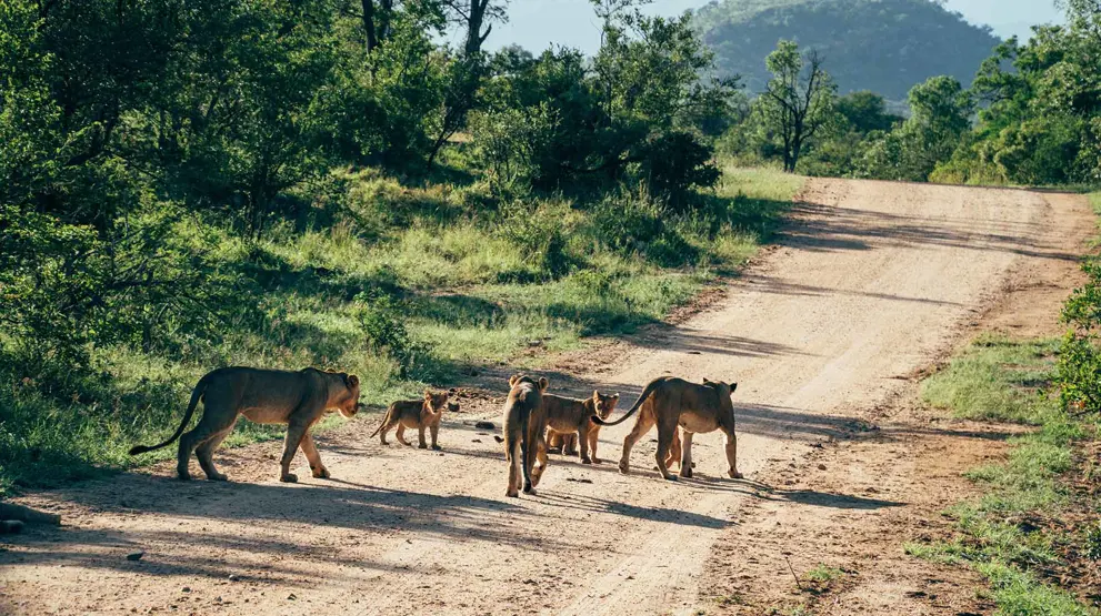 I kan møde løver og mange andre vilde dyr på jeres køreture på Krugers grusveje