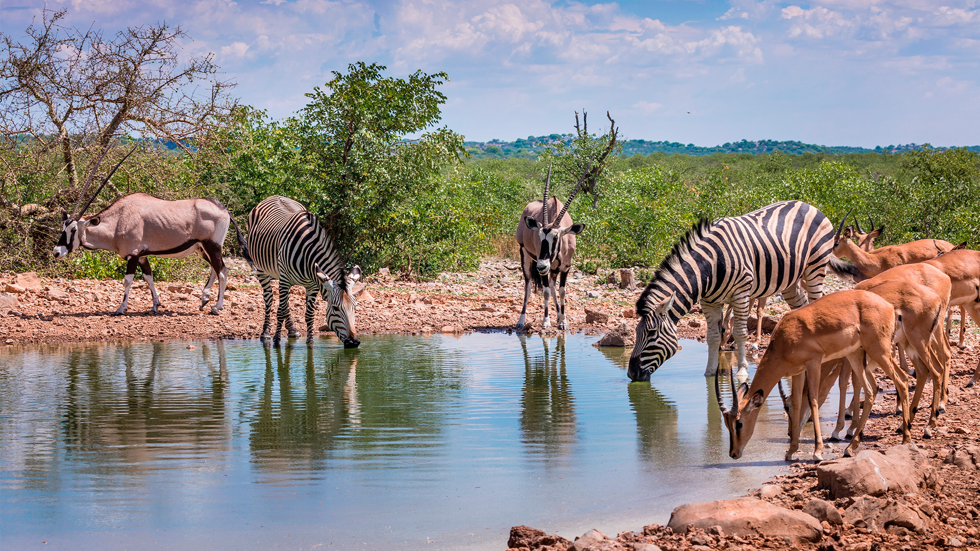 Elefanter ved et vannhull i Etosha nasjonalpark