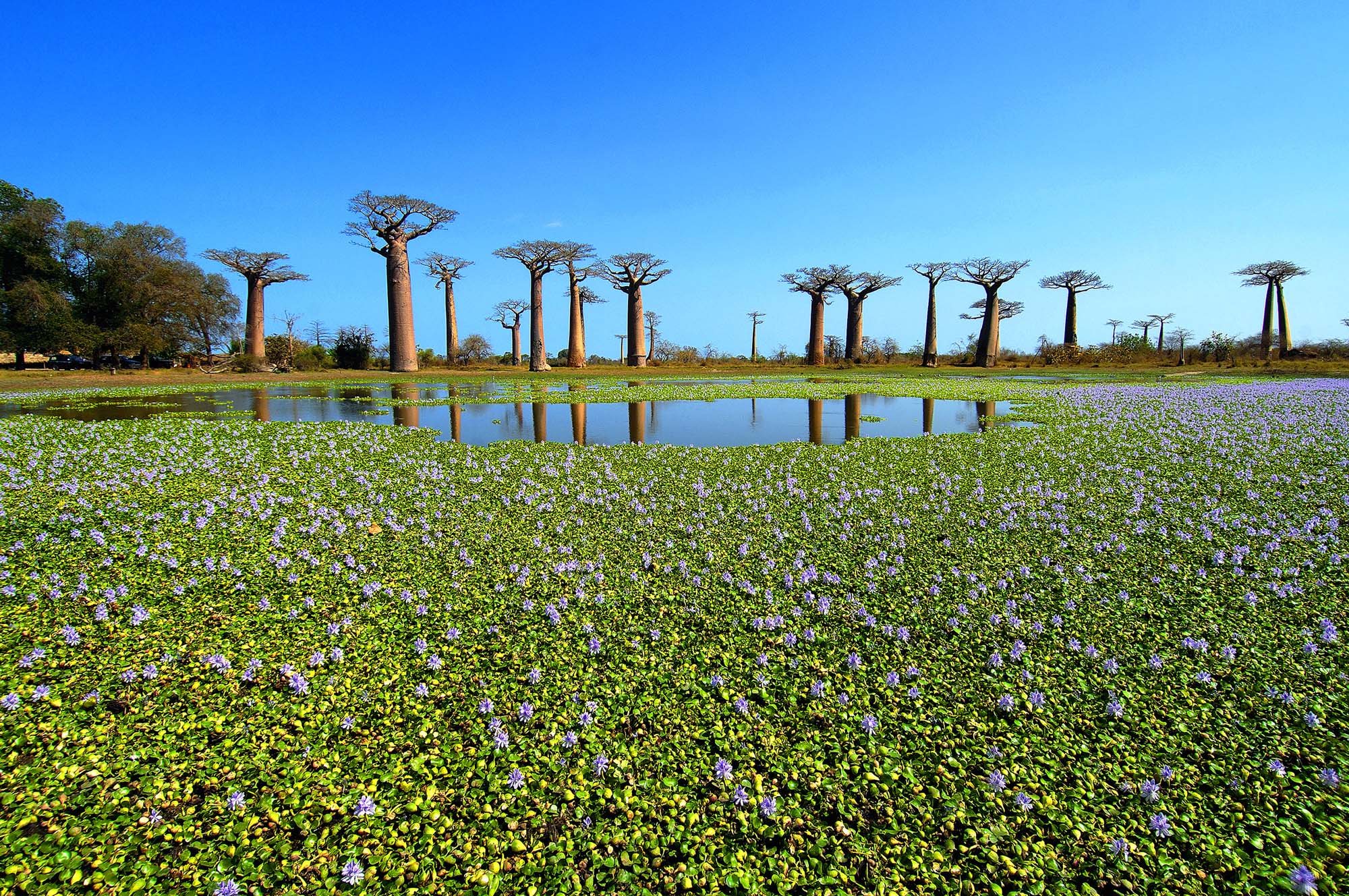 Baobab-træ på Madagaskar