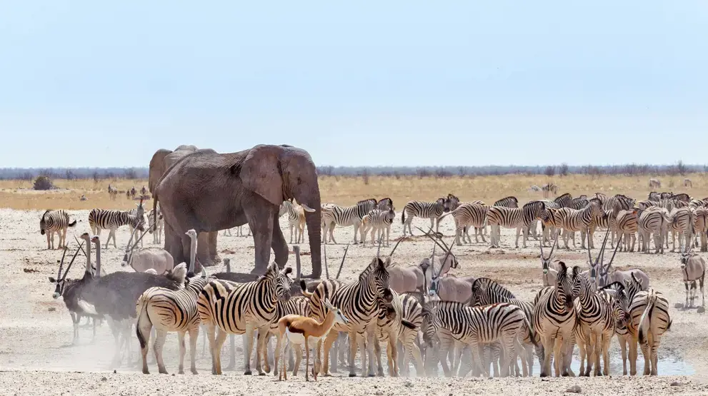 I Etosha nasjonalpark i Namibia kan du se dyrene samle seg ved vannhullene i det tørre landskapet