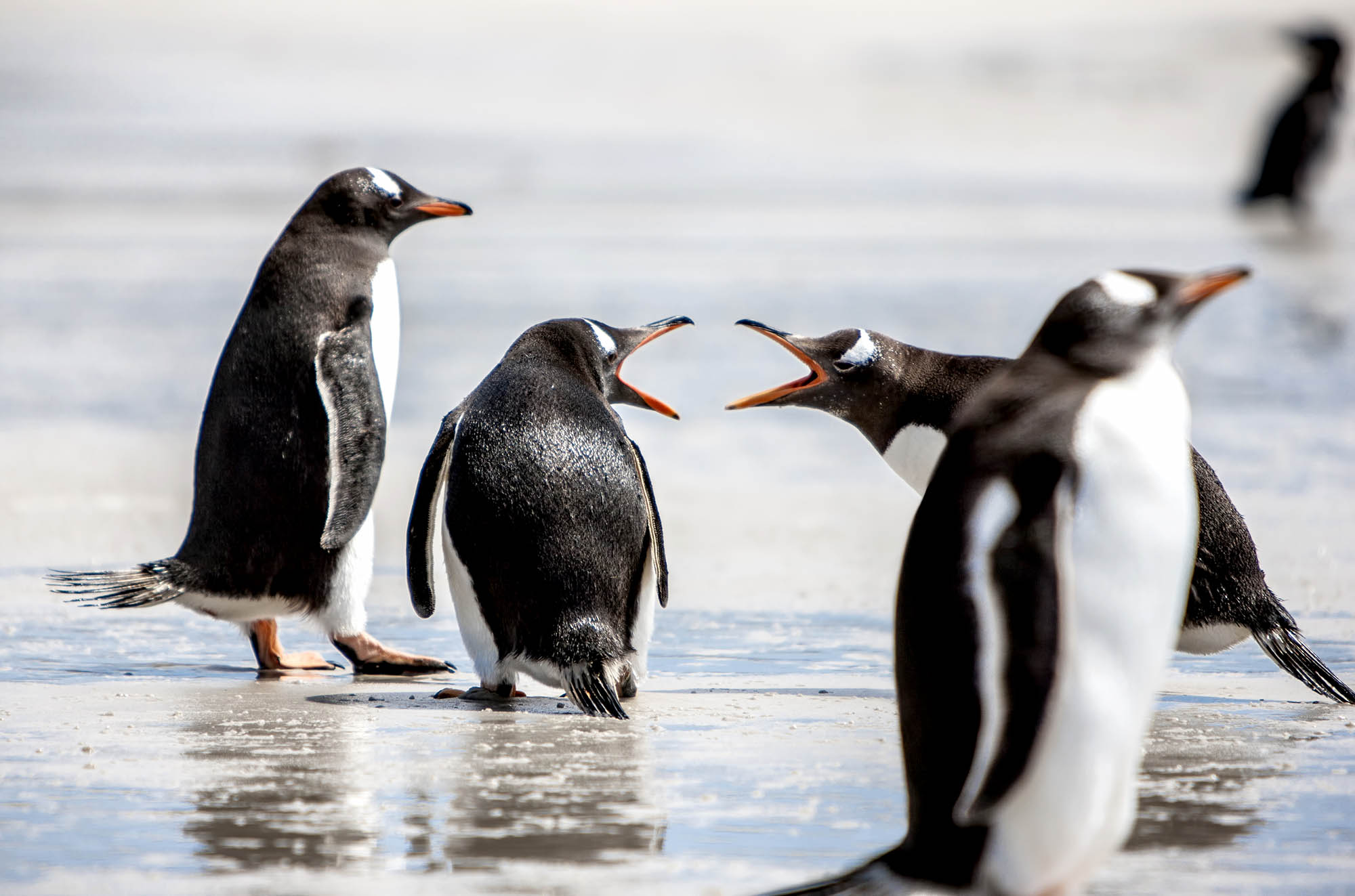 Opplev pingviner i utallige varianter