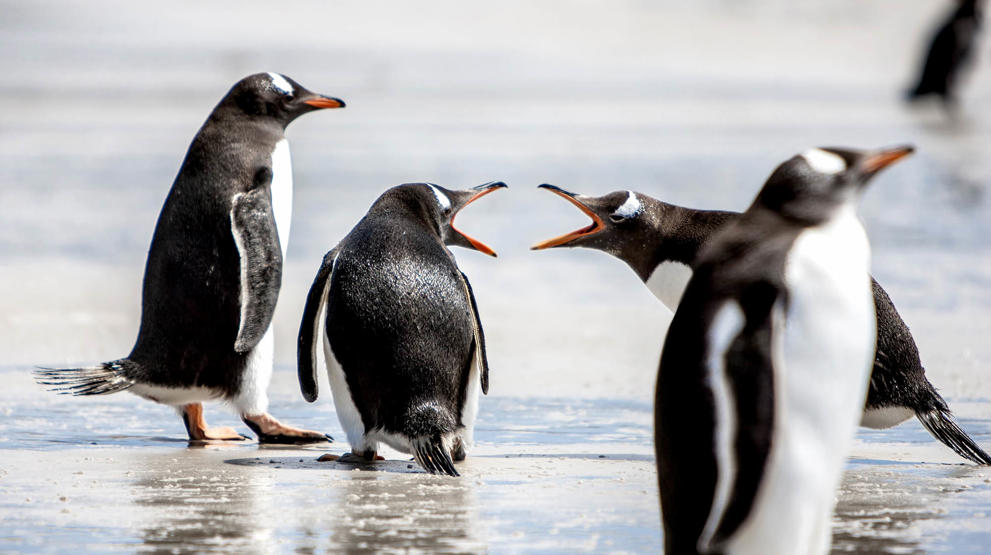 Opplev pingviner i utallige varianter