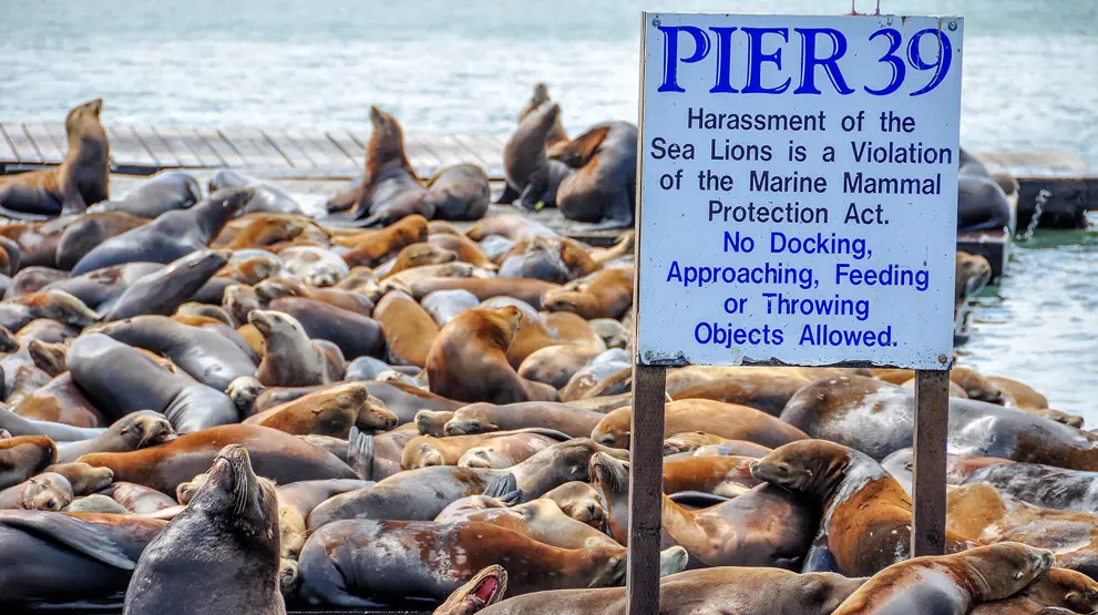 Pier 39 er en av mange ikoniske severdigheter i San Francisco