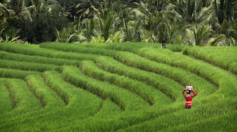 De berømte rismarkene er et must å oppleve på ferien til Bali