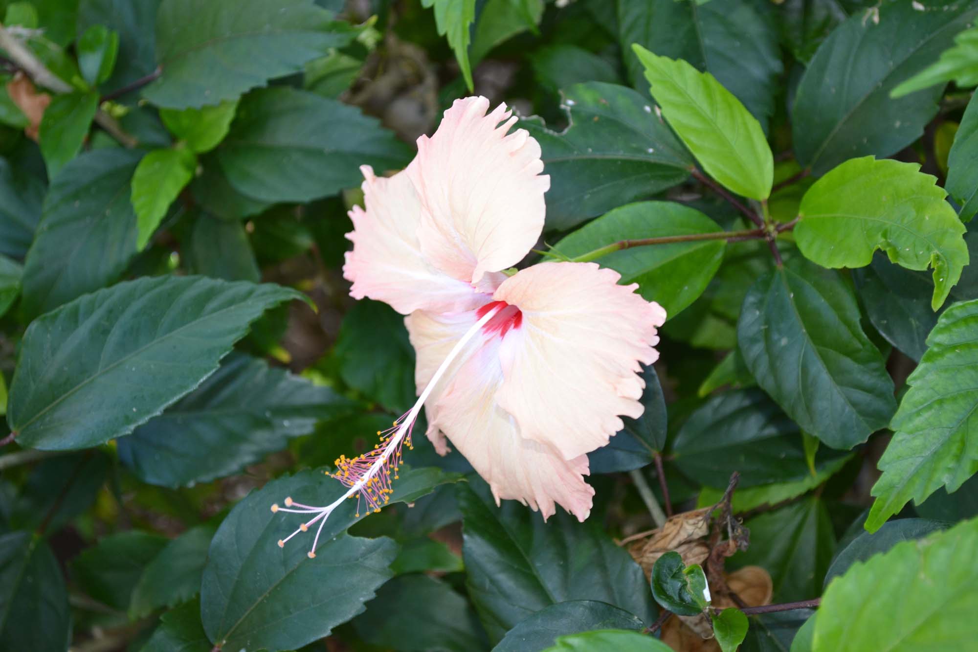 Blomst på Yasawa Islands - Reiser til Fiji