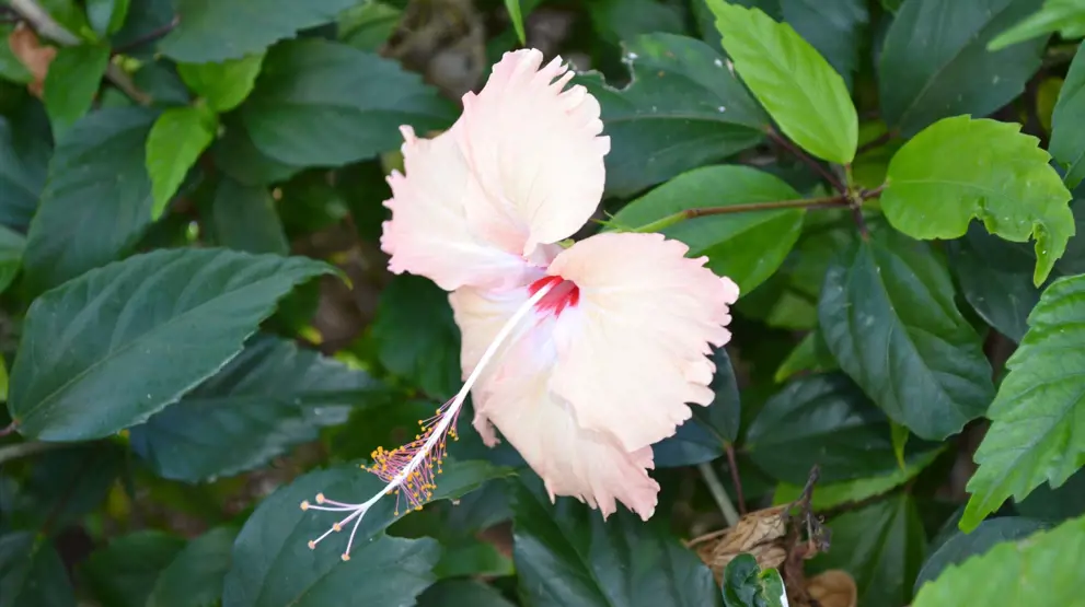 Blomst på Yasawa Islands - Reiser til Fiji