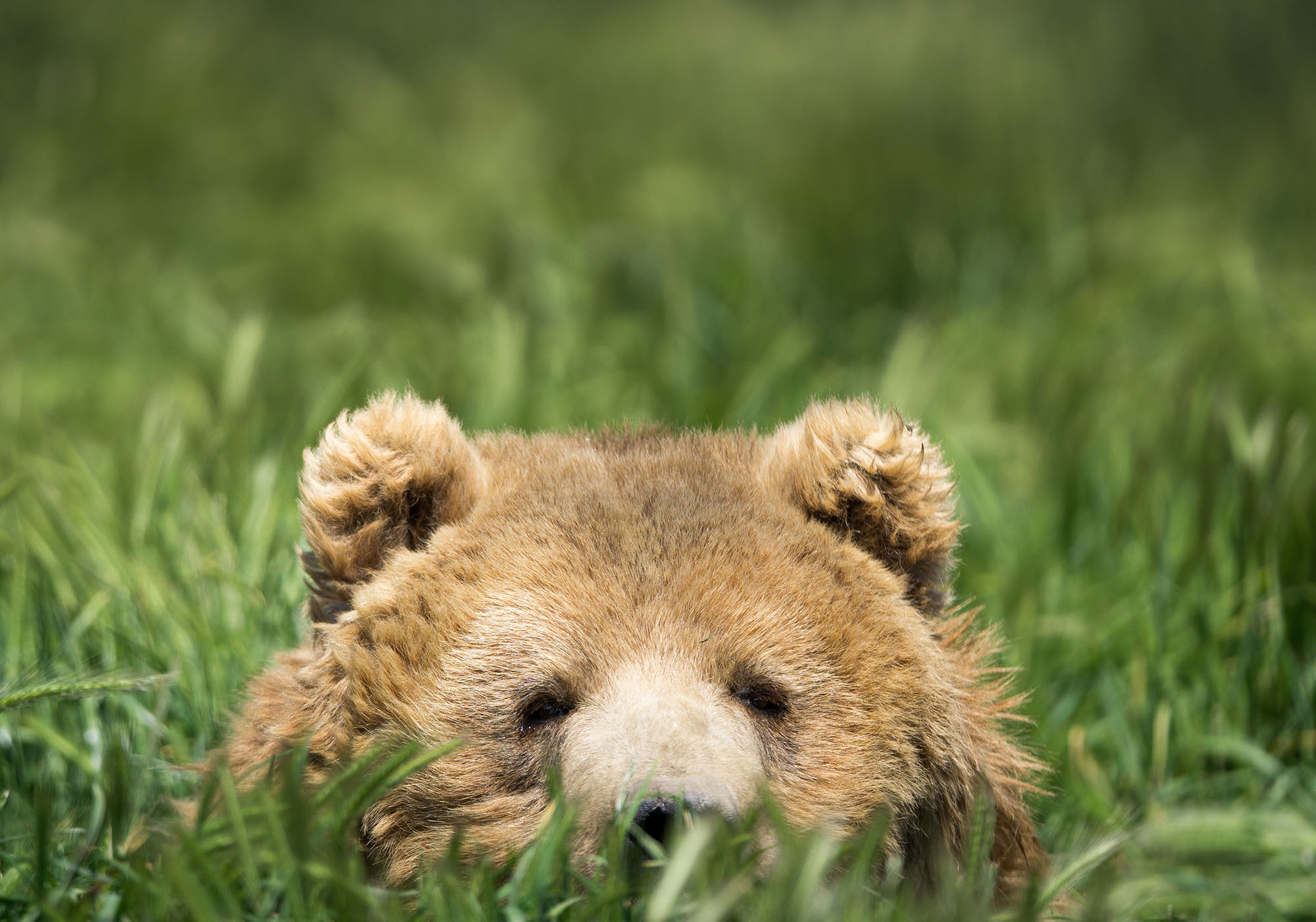 Få mulighet til å se bjørner i Alaskas villmark