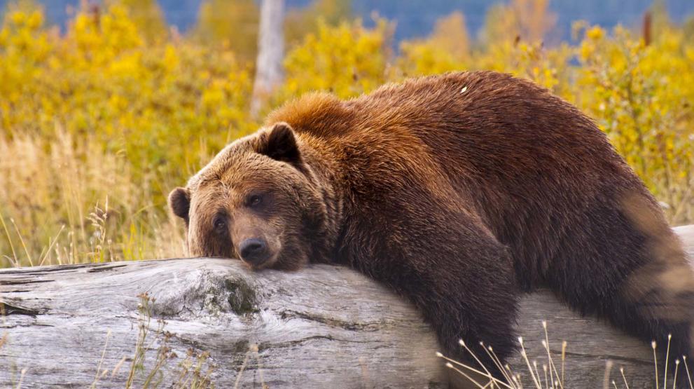 Besøk Alaska og vær vitne til et spektakulært dyreliv
