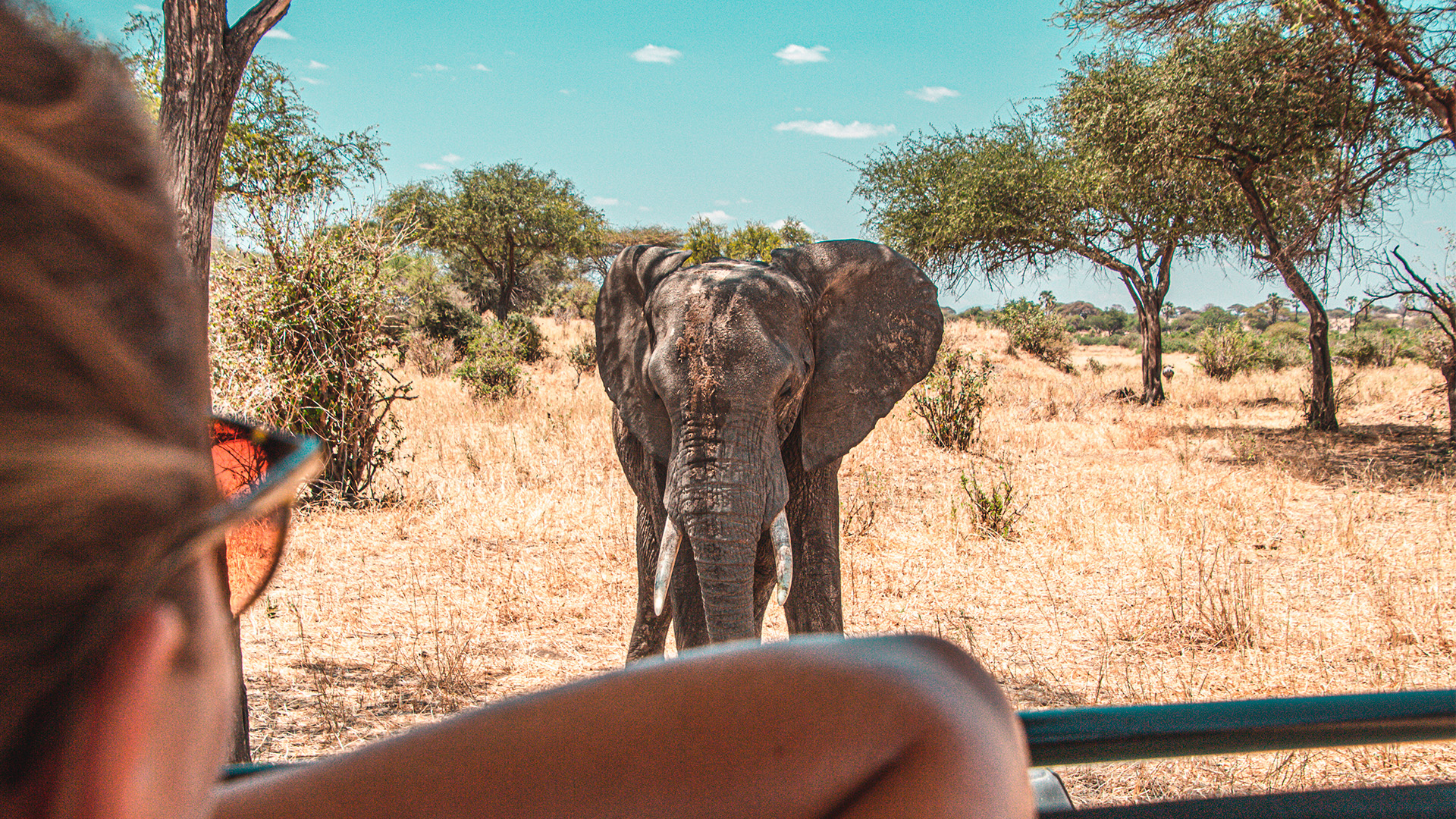 Safari i Tanzania