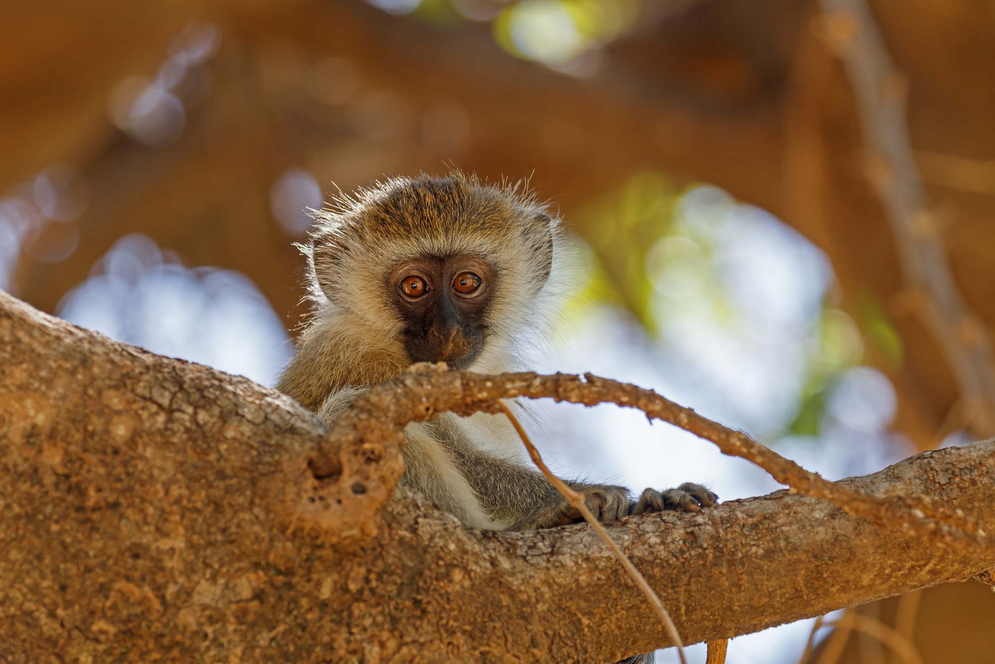 kenya-samburu-national-reserve-monkey-shutterstock-558590434