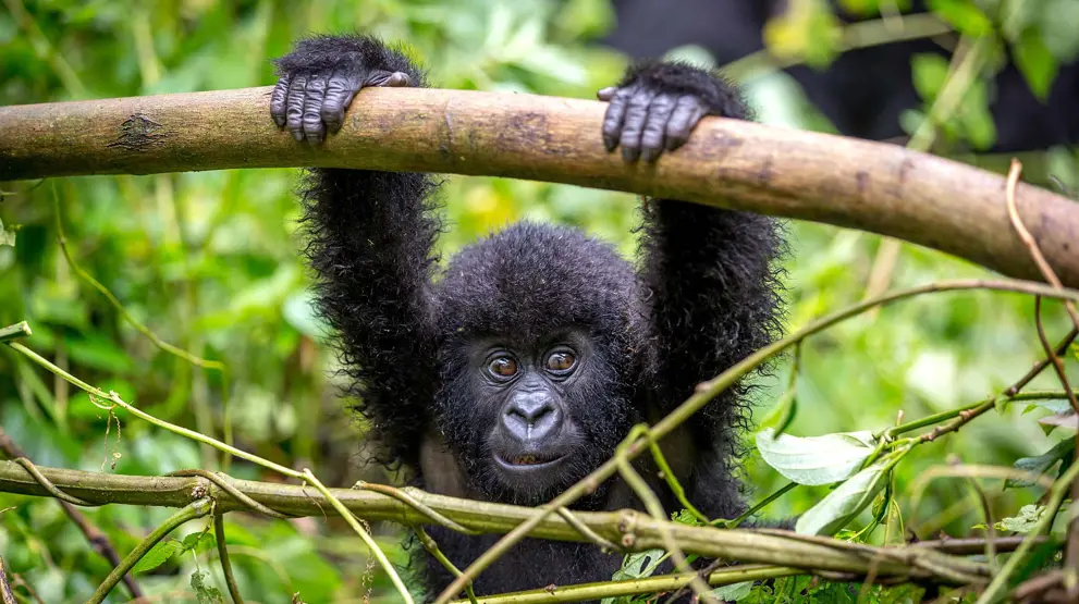 Hovedattraksjonen på reisen til Uganda er de fantastiske fjellgorillaene